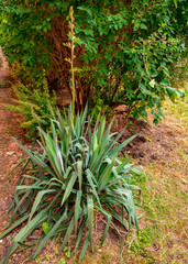 Naklejka na ściany i meble Adam's needle(Yucca filamentosa) on a dry lawn just before flowering