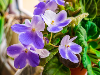 Fototapeta na wymiar Flowering blue-white African violet (Saintpaulia) - Selective focus.