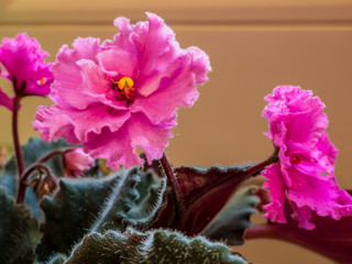 Flowering beautiful pink-purple African violet (Saintpaulia) - Soft and selective focus.