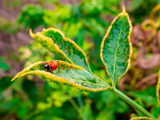 Ladybug(Coccinella septempunctata) - looking for parasites on the infected leaf of black elderberry...