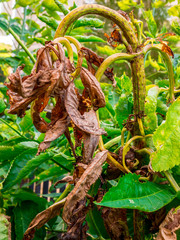 European black elderberry shrub(Sambucus nigra) damaged by parasites