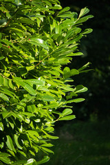 Green foliage with red berries