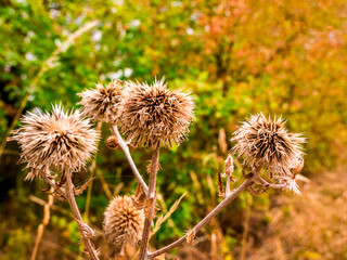 Dry spiny plumeless thistle flower(Carduus Acanthoide) - selective focus