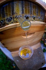 Obraz na płótnie Canvas Harvesting honey from a bee colony