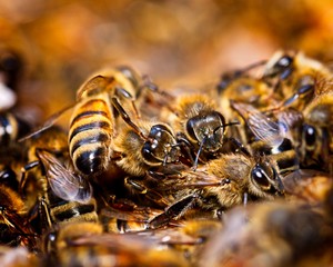 Bees in a bee colony