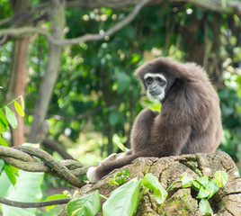 monkey sitting on a tree. monkey in the jungle. suspicious monkey. monkey eyes. tropical animals
