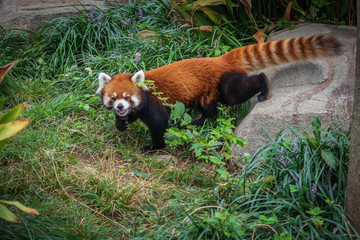 Fun zoo Hyogo in Japan