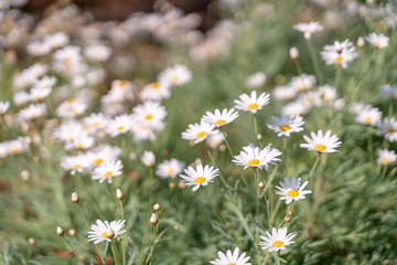 White daisies in garden.