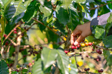 Close up hands are harvesting coffee beans in farm in the northern region of Thailand.