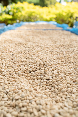 Dried coffee beans in the northern region of Thailand.