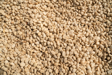 Dried coffee beans in the northern region of Thailand.