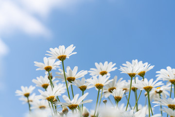Fototapeta na wymiar White daisies on blue sky background.
