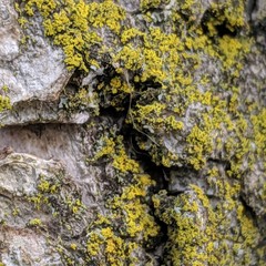 lichen on bark