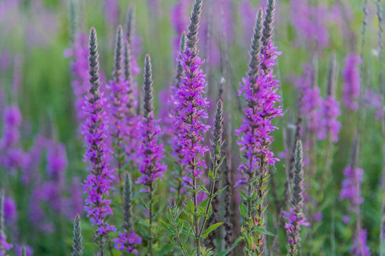 Lavender fields in Nippon, Ottawa, Canada © Abrar