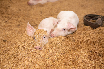 Two pigs sleep on the golden husk. In an organic rural farm argiculture  livestock industry .
