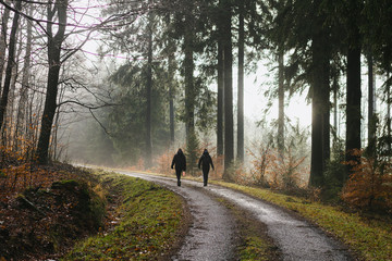 walk in the winter forest