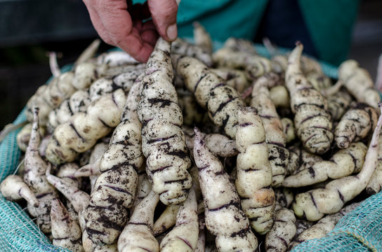 Close up de nabos andinos en mercado local