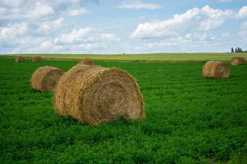 Hay bales in green hay field farm land