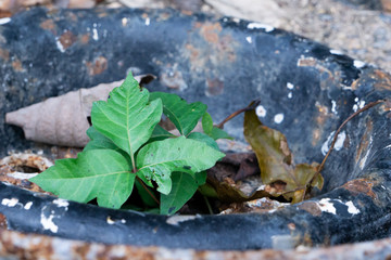 Plant growing from rusted wheel