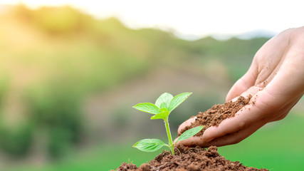 Human hand planting young tree on black soil together as save world concept