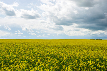 Obraz premium Bright yellow canola flower growing in field