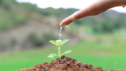 Hand nurturing and watering young baby plants growing in germination sequence on fertile soil