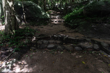 Walking in the forest in Thailand.