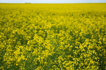 Bright yellow canola flower growing in field