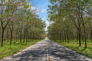 Road through Rubber tree plantation with blue sky.