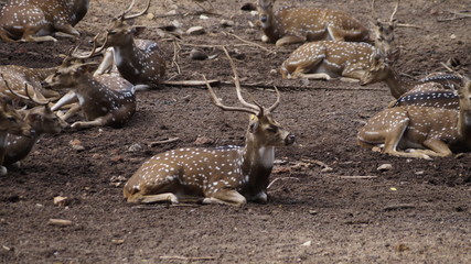 deer in zoo