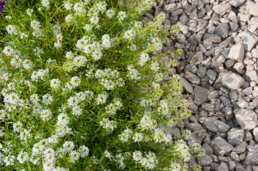 white little flowers and stones background summer
