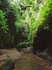 stream in the forest