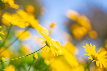 Blured of yellow flowers with blue sky background.