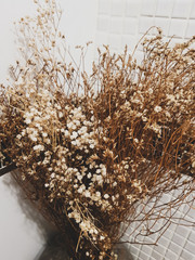 flowers on a background