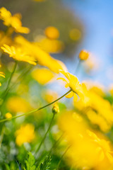 Blured of yellow flowers with blue sky background.