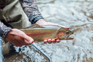 Rainbow Trout