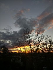 Fototapeta premium tree at sunset