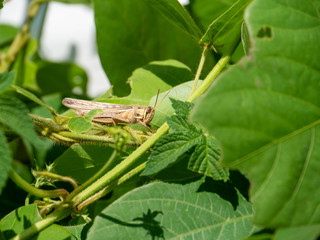 grasshopper is on a leaf in countryside of Fukuoka preecture, JAPAN.
