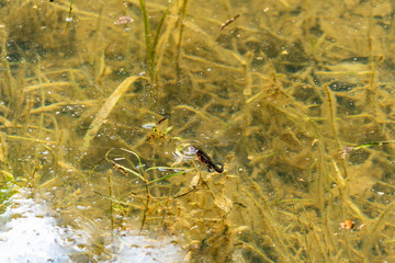 Japanese fire belly newt - Cynops pyrrhogaster - is in water Fukuoka prefecture, JAPAN.