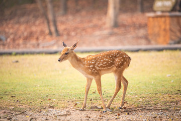 Naklejka na ściany i meble Roe deer standing in the field looking for food
