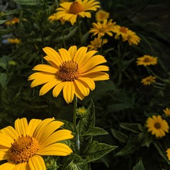 yellow flowers in garden