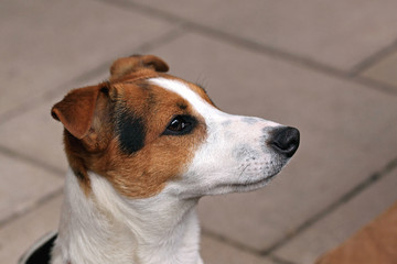 Jack Russell