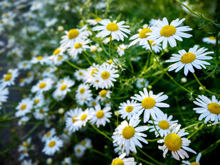 chamomile flowers close-up with blurred background