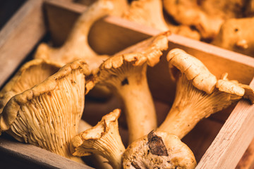 Wild chanterelles mushrooms on the rustic wooden background. Selective focus. Shallow depth of...