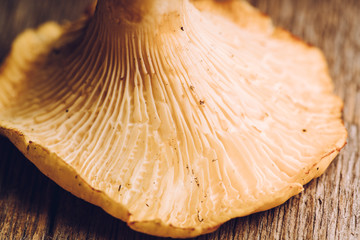 Wild chanterelles mushrooms on the rustic wooden background. Selective focus. Shallow depth of field. - obrazy, fototapety, plakaty