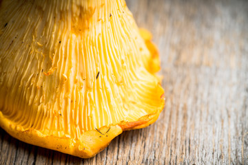 Wild chanterelles mushrooms on the rustic wooden background. Selective focus. Shallow depth of...