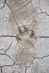 close up dog footprint on the ground