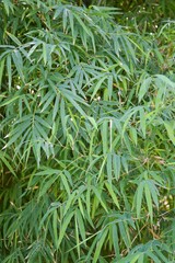 fresh green bamboo leaves in nature garden