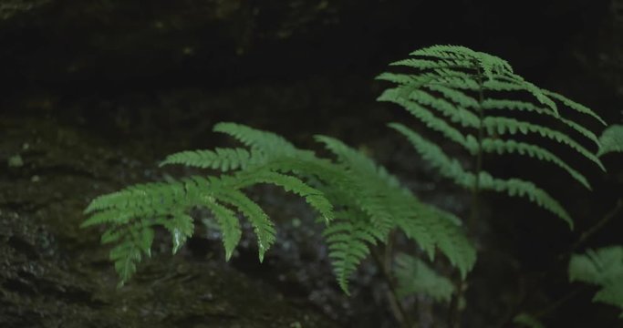 Water dripping on fern leaves in forest
