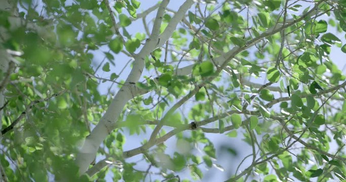 Slow motion of aspen tree leaves blowing in the wind